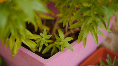 verveine_en_pot