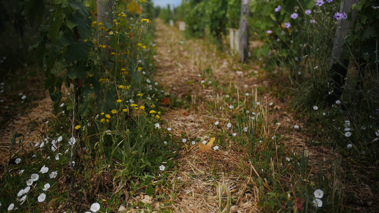 vignes buxor