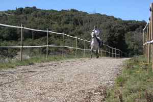 piste de galop en buis cavalier buxor sols équestres en buis piste de galop